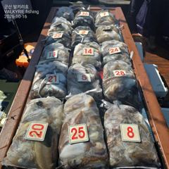 발키리호 오전 쭈갑 마무리 조황입니다(16일)