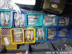 [거제] (무늬오징어)K성공~무시 고구마 사이즈 끝장~고잉메리호(오늘예약… 사진