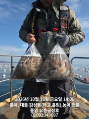 [통영] 통영 금정호 문어선상 대박조황! 내일 오후와 일요일 자리여유있습…
