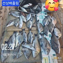 병산 감성돔4짜외 준수한씨알마리수 선상배 &감성돔5짜외 마리수 선외기및덴마흘림
