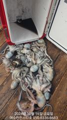 [여수,광양] [ 여수만진스타호 ] 새벽전투문어 K오바들부터 마릿수까지~!! …