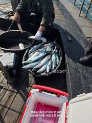 대삼치 통통고시 퍼담았습니다
