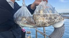[사천] 주꾸미 전원 묵직하게~~