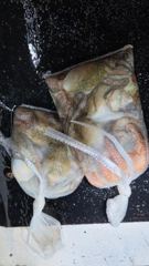 15조황>> 야간 돌문어 망탱이~!~!~!