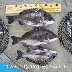 삼천포 내만권 감성돔