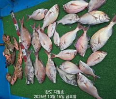 (지월호) 오늘 조황입니다 사진