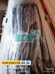 [거제] [[대림낚시바다호] ] 왕갈치 또 해냈습니다
