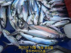 중삼치 느나느나 중 대삼치 뽑기 사진