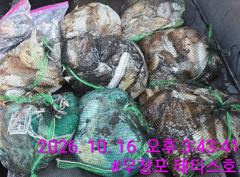 [먹물조황] 10/16 쭈꾸미 갑오징어 조황