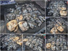 [ 아트호 ] 10월 16일 [ 인천 갑오징어 + 주꾸미 조황 !! ] [ 인천배낚시 청마피싱 / 인천선상낚시 / 인천낚시배 ]