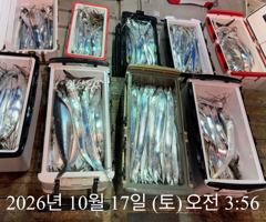 [ 갈치 텐빈 텐야 ] 갈치 터진거 아시죠? 사진