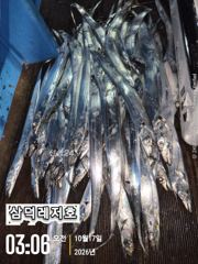[팁런] k,k,완전 무시급들(오늘,출항확정,자리널널) 사진