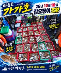 16일 갑오징어 조황입니다