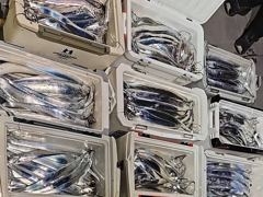 내만갈치 美친 피딩..폭발적 입질에 씨알급 타작~!!(일예약가능)