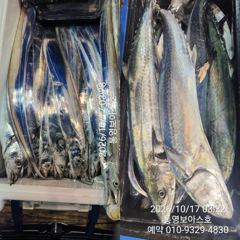 터지고 터져 칼치 4지 5ㅈㅣ