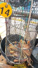 [통영] (실시간)문어 구덩이 500g 이상 쏟아지는 中 고고써니호(19…