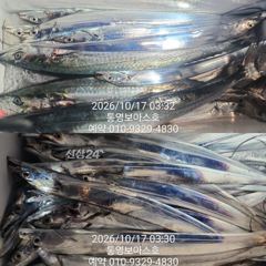 칼치 터지고 4지 5지 삼치