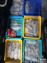[거제] (무늬오징어)K급~무시전후 원도권 무시무시~고잉메리호(19일예약… 사진