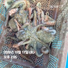 사천며덕호쭈거미돌문엋출조안내일요일손님받습니다물때좋아요