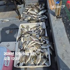 [마산] 돔앤돔호 16일(금) 2분이서 82수입니다.
