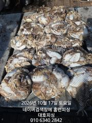 군산 대호피싱 10월17일 쭈꾸미 회사 동호회분 독배로 나왔습니다 사진