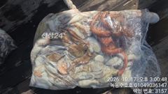 10월17일 문어조황 사진