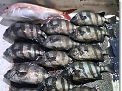 [부산] 진진-연일 호조황! 돌~돔 마릿수! 참돔 부시리 퍽퍽퍽 팅팅팅!… 사진
