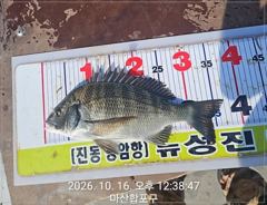 [마산] 뉴성진호 /또 대박 감성돔
