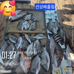 병산 감성돔46외 마리수 선상배 &선외기 흘림조황~~