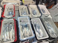 내만갈치~~왕갈치~대갈치~풍년~쿨러가 비명을 질러~예약가능 사진