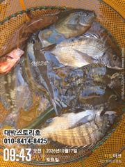 감성돔어초흘림 ~(실시간) 4짜급감성돔,벵에,뺀찌 손맛좋습니다~