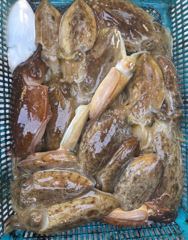 10월17일(토,13물) 정우레져호 쭈갑이 빵빵한 망태기조황입니다 ^^ 사진