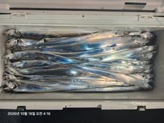 (내만 갈치)3지 제법~마릿수도 확실히~수달호(오늘 내만권 출동) 사진