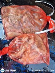 [포항] 돌문어 토요일 키로급들 월요일 오전8시 출조모집 사진