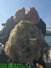 [사천] 17일)쭈꾸미 조황 왕쭈꾸 씨알, 마리수 좋습니다.