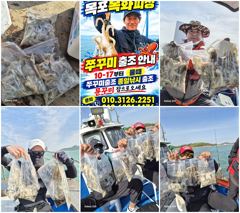 목화피싱 10/17일 쭈꾸미 장원 80~100수 굵은 쭈꾸미 조황(내일 쭈꾸미 바닥으로 출조)