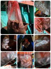 [포항] 돌문어 피티타임 어젯밤까지실황 (오늘2부모집)