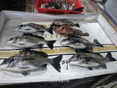 [부산] 태종대권 4짜감성돔 마리수조황입니다 사진