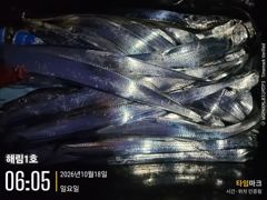 ((해림1호))내만권 갈치 마릿수 조항~ 사진