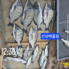 병산 감성돔38외 마리수 선상배&선외기흘림조황~~