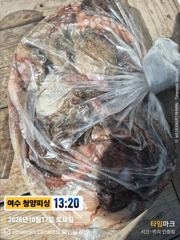 2026.10.17 도담 여수 돌문어대회입니다