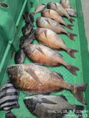 (감성돔)5방 터지고 4짜 외 참돔 6짜5짜4짜들~대어낚시(19일 예약)