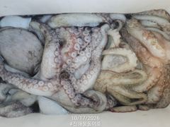 [진해] 돌문어 1700g1500g 대물들외 중치급 조황.. ( 예약가…