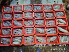 [통영] 무늬/팁런,,내만권 마릿수,,(월,화 출항확정),,
