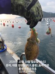 통영 금정호 엄청난 바람에도 문어는 잘잡히네요 내일 자리여유있습니다 사진