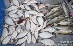 보령 생미끼낚시 무창포생미끼외수질 <총각1호> 다잡아/농어 조황입니다!
