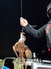 [사천] 삼천포 문어, 주꾸미 조황! 사진
