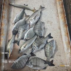 병산 감성돔 마리수 선외기흘림~~