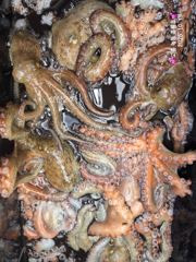 10/19 고흥녹동흑룡호 문어조황