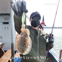 갑조황